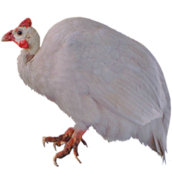 Opaline Guinea